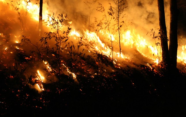 Bioenergia y prevención de grandes incendios forestales